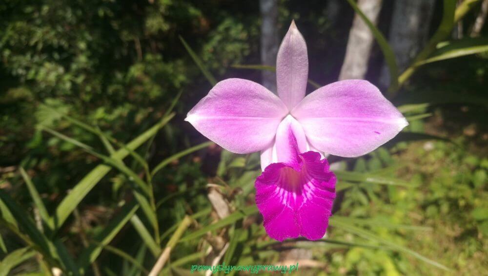 orchidea amazonia