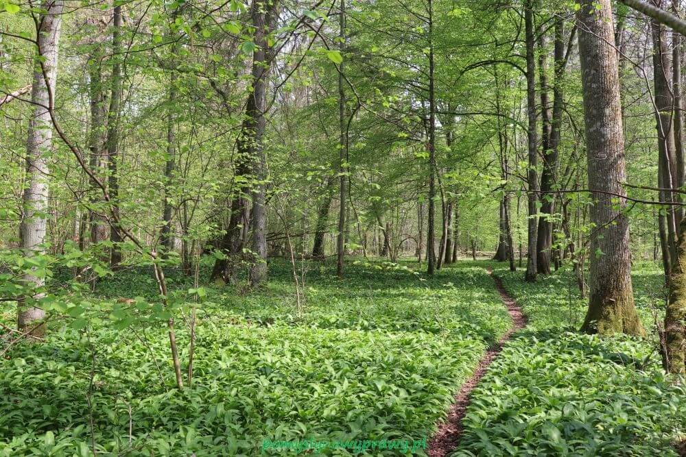 Podlasie Białowieża Puszcza Białowieska Białowieski Park Narodowy rezerwat ścisły czosnek niedźwiedzi