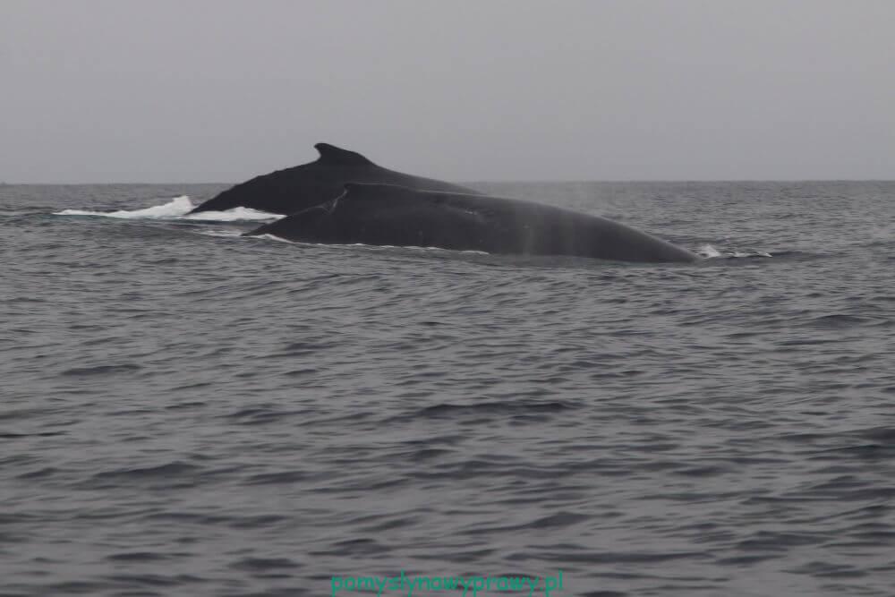 Panama wieloryby
