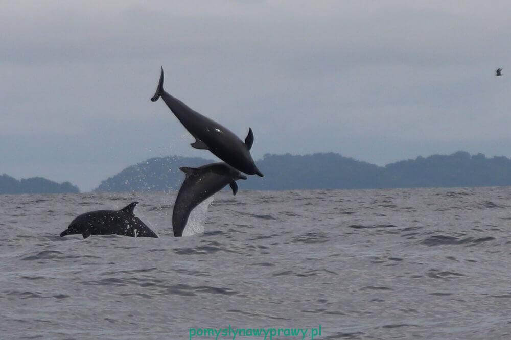 Panama Isla Coiba delfiny