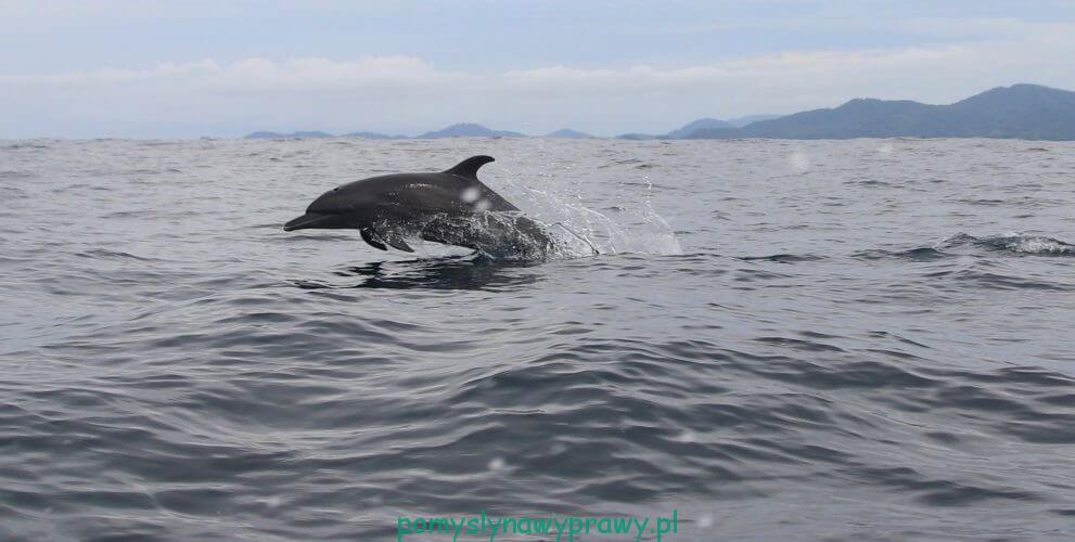 Panama Isla Coiba delfiny