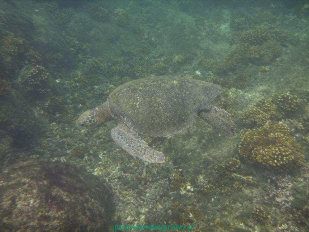 Panama Isla Coiba snorkling
