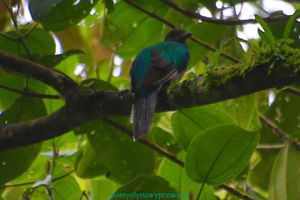 Panama Boquete quetzal