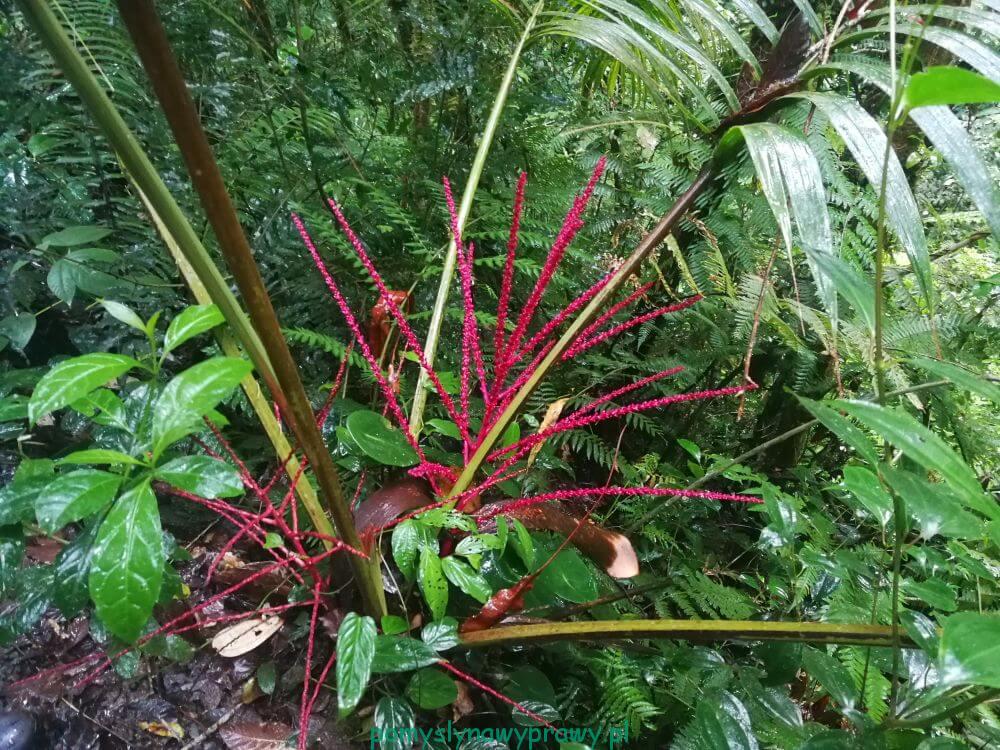 Panama dżungla