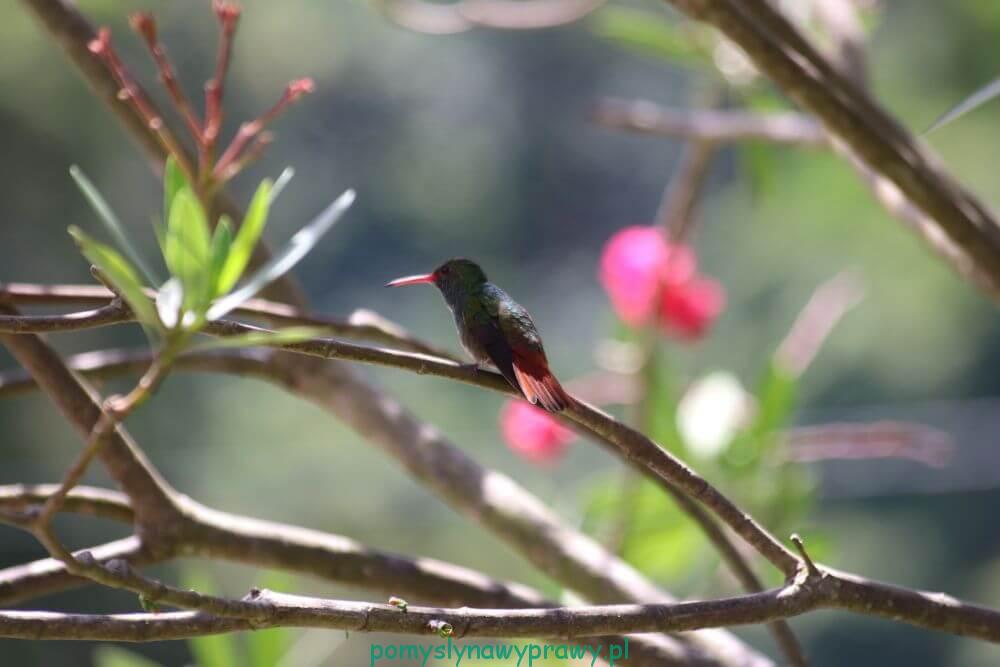 Panama Finca Lerida kolibry