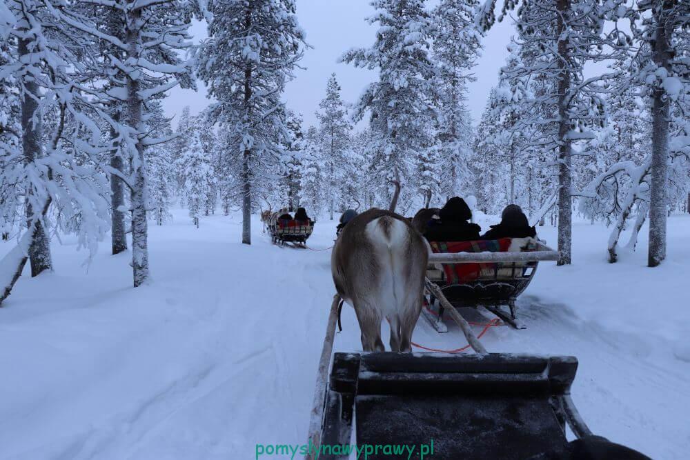 Laponia Finlandia renifer safari