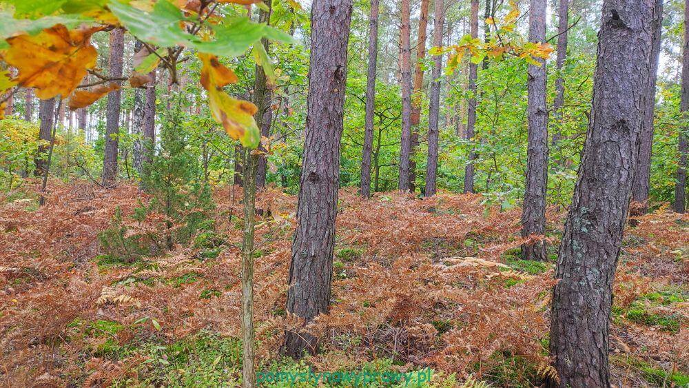 jesień las mazowsze