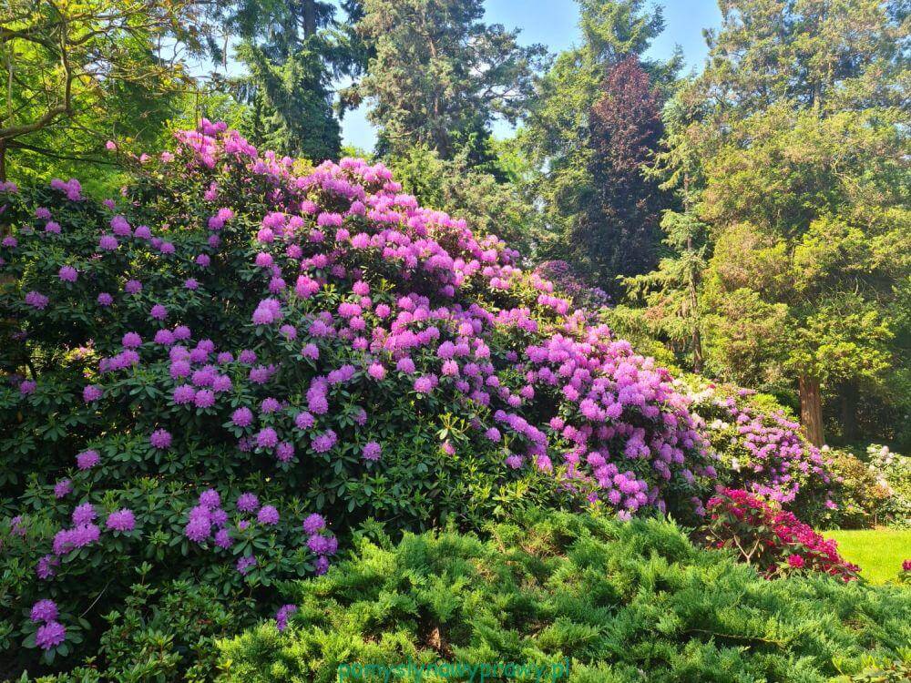 Ogród Botaniczny PAN Powsin rododendrony