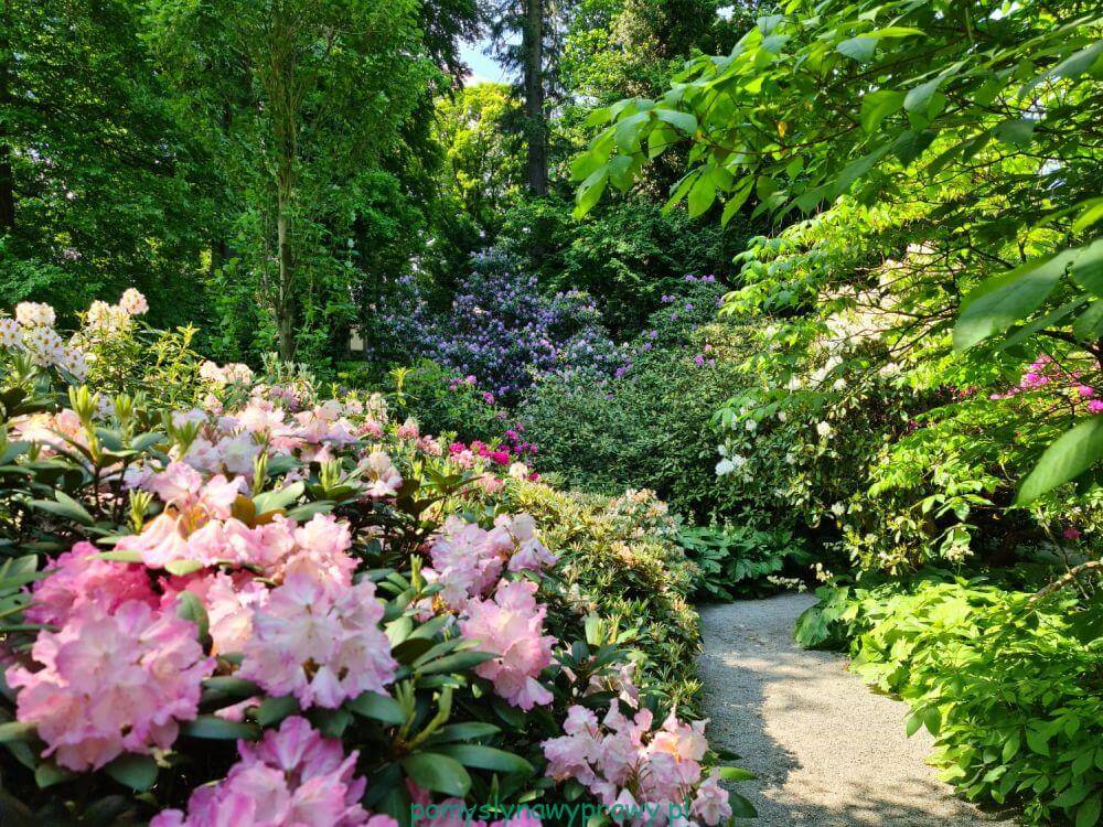 Powsin ogród botaniczny rododendrony