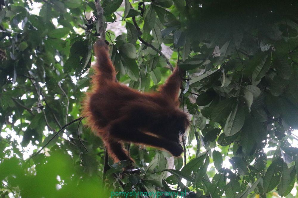 Indonezja Sumatra orangutan