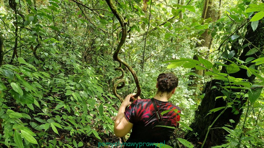 sumatra dżungla ketambe