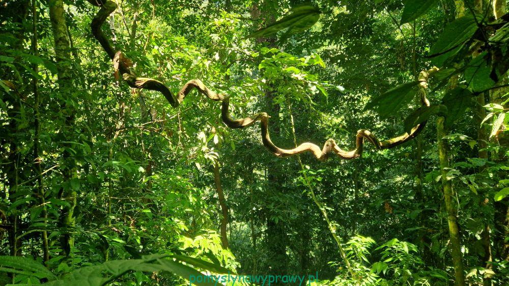 sumatra dżungla