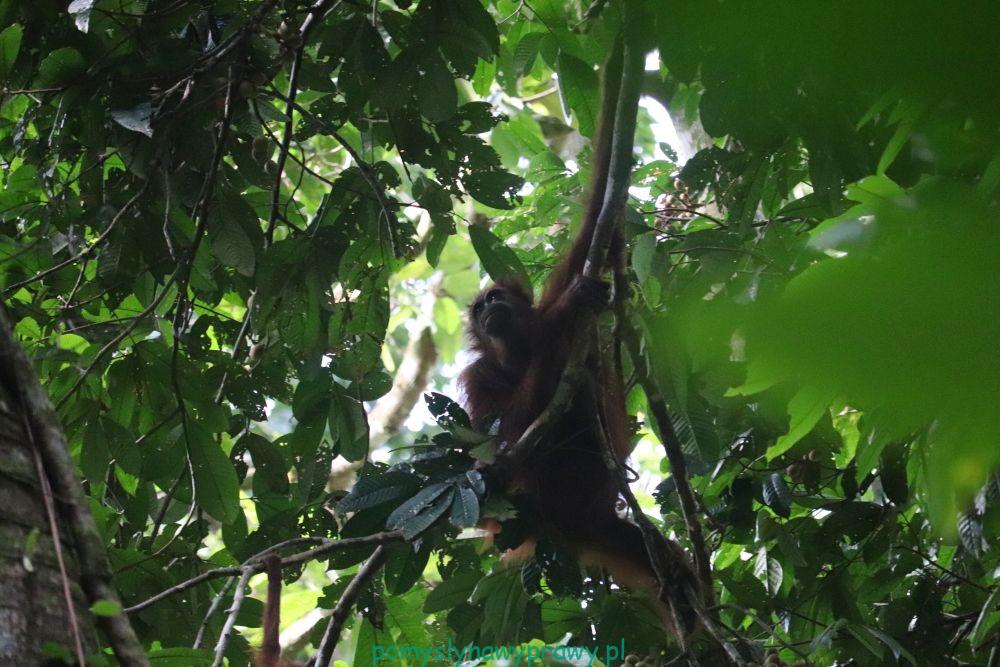 orangutan sumatrzański