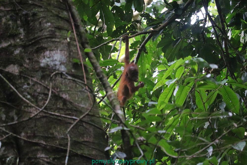 sumatra dżungla młody orangutan