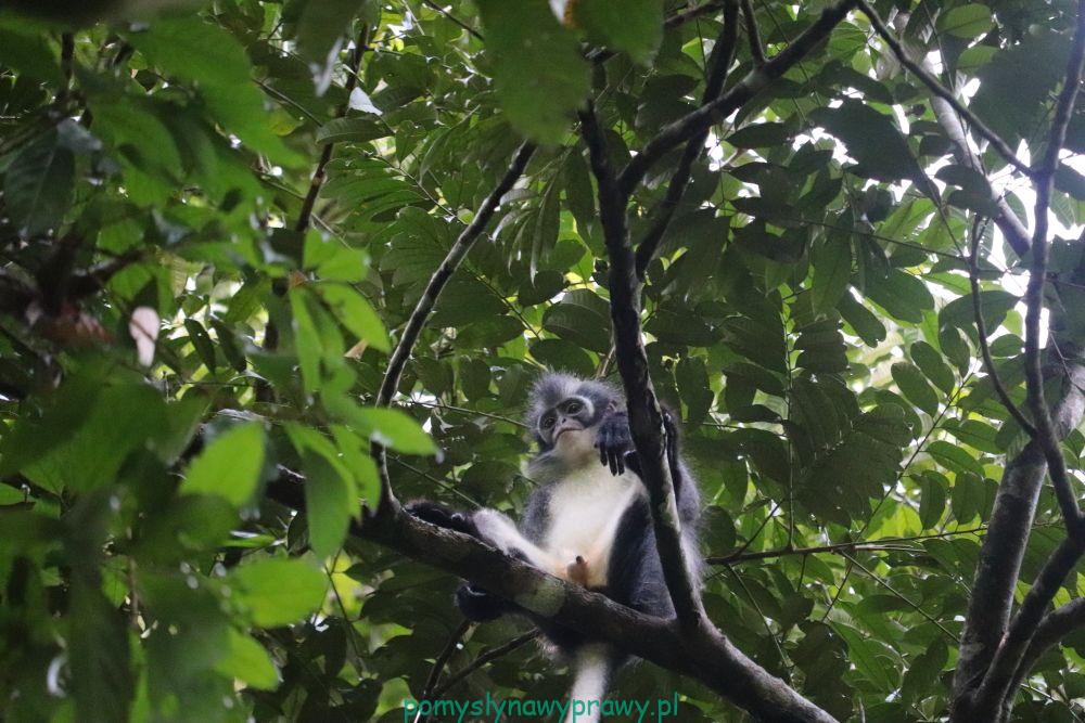 sumatra dżungla thomas