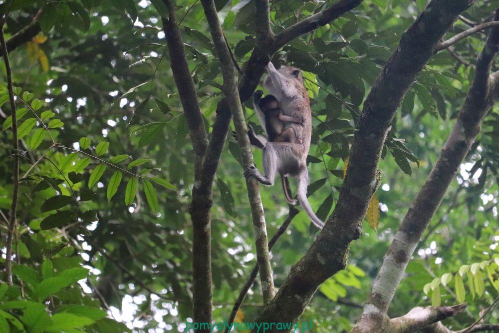 sumatra dżungla makak