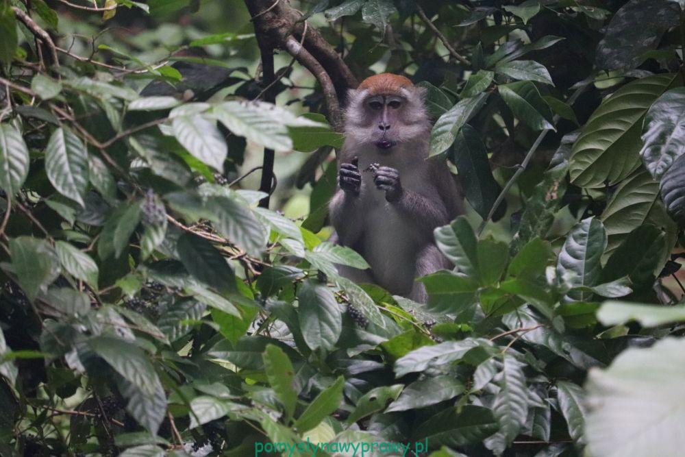 sumatra dżungla makak samiec