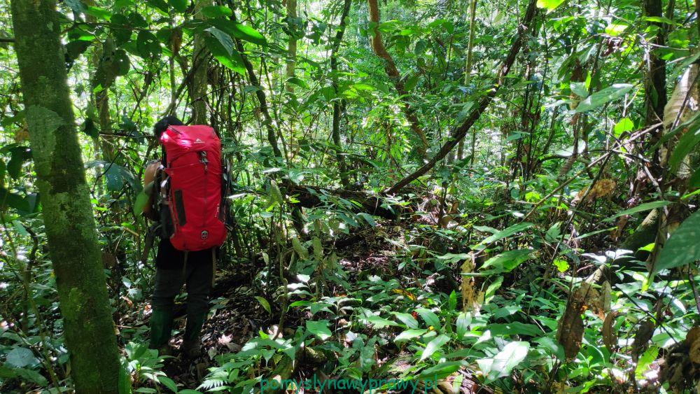 sumatra dżungla