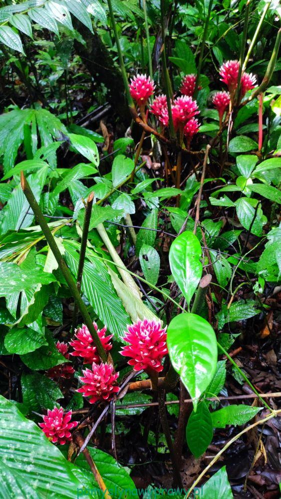 sumatra dżungla kwiat imbiru