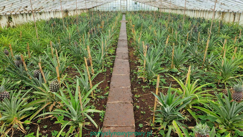 Plantacja ananasów A. Arruda